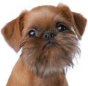 brussels griffon