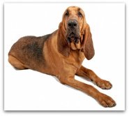 bloodhound