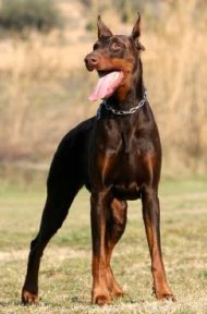 Doberman