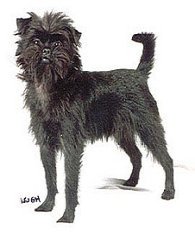 affenpinscher