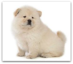 chow chow