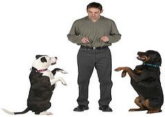 dog training tips