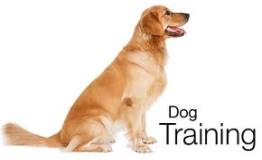 dog training 1